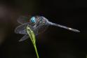 Micrathyria atra (Black Dasher) male-7.jpg